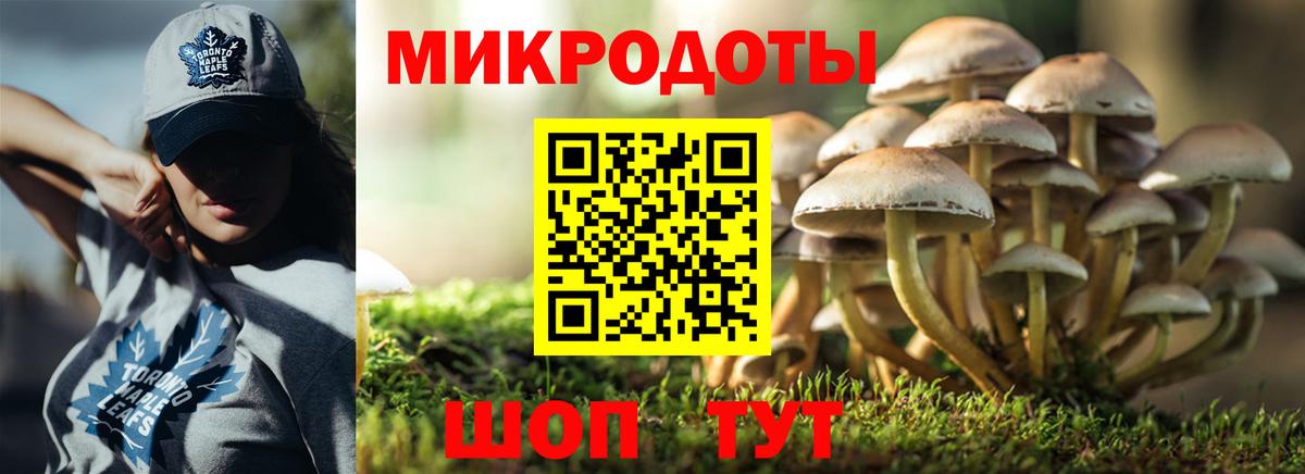 Галлюциногенные грибы Psilocybe Новошахтинск